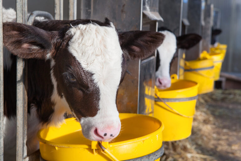 calves in pens