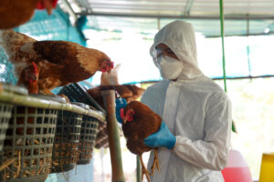 HPAI poultry