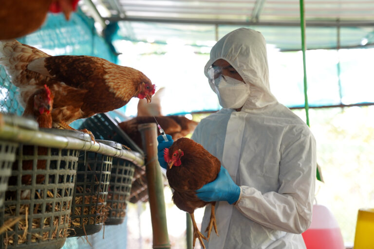 HPAI poultry