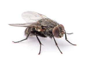 Pest control flies ants cockroaches