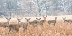 CWD