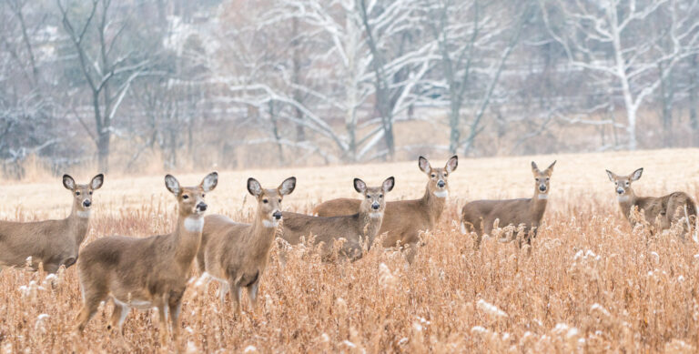 CWD