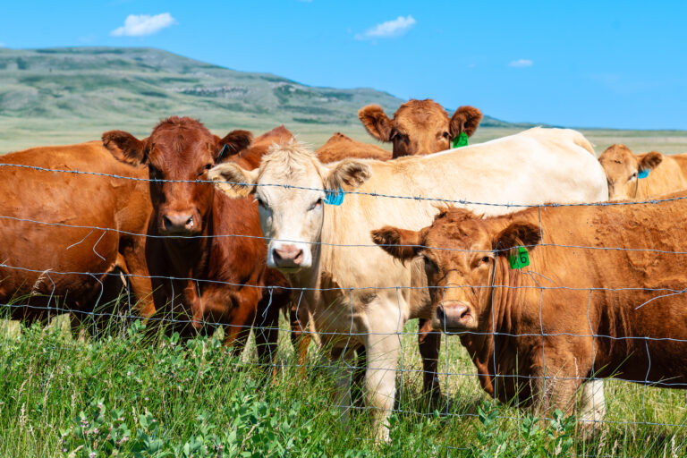 Livestock Traceability