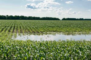 Crop field with flooded water